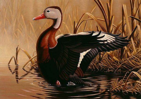 Goebel, Wilhelm 아티스트의 1988 Black Bellied Whistling Duck작품입니다.
