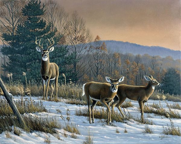 Goebel, Wilhelm 아티스트의 Prime Time - Whitetail Deer작품입니다.