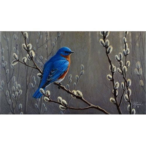 Goebel, Wilhelm 아티스트의 Signals Of Spring - Eastern Bluebird작품입니다.