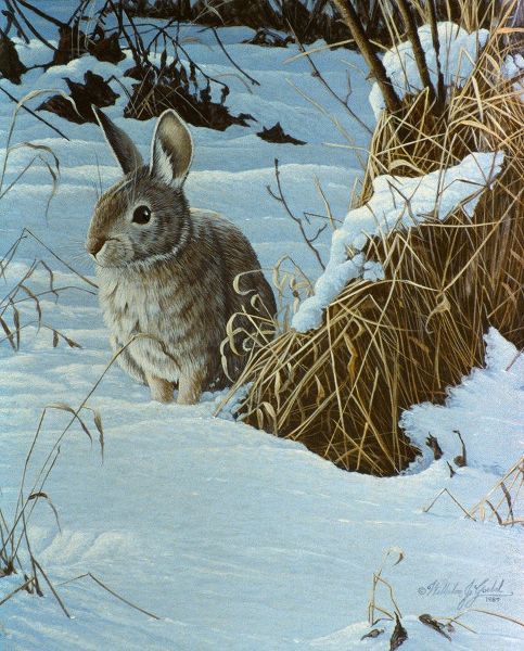 Goebel, Wilhelm 아티스트의 Snow Cover Cottontail작품입니다.