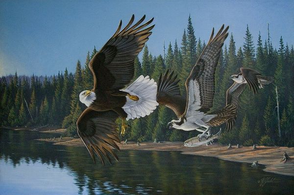 Goebel, Wilhelm 아티스트의 Eagle Osprey작품입니다.