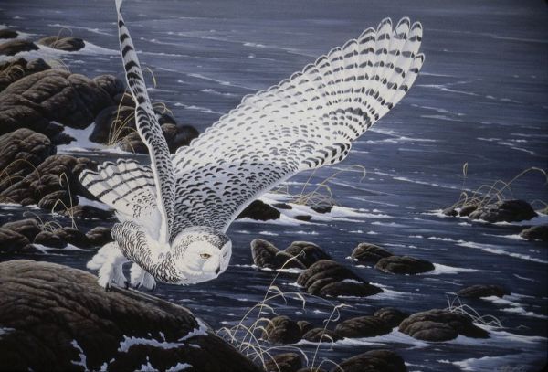 Goebel, Wilhelm 아티스트의 Winter Shore - Snowy Owl작품입니다.