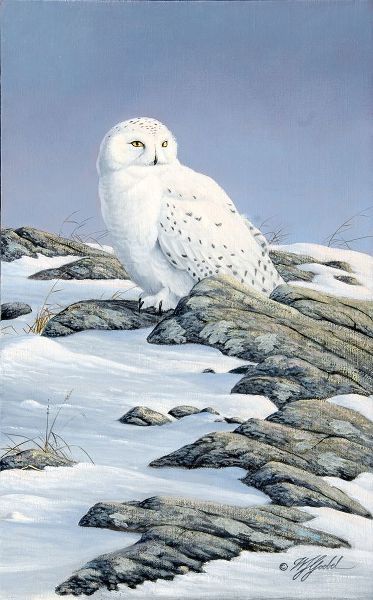 Goebel, Wilhelm 아티스트의 Snowy Owl작품입니다.
