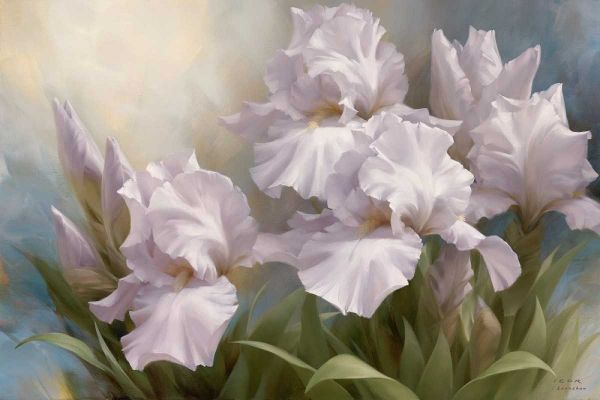 White Iris Elegance II