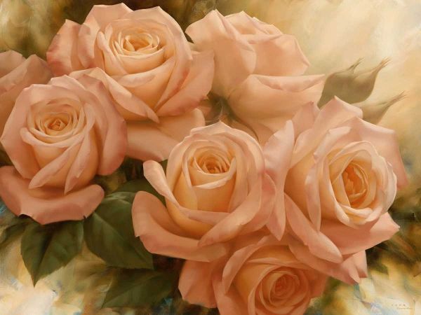 Peach Rose Splendor II