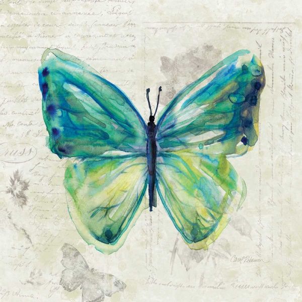 Butterfly Sketch