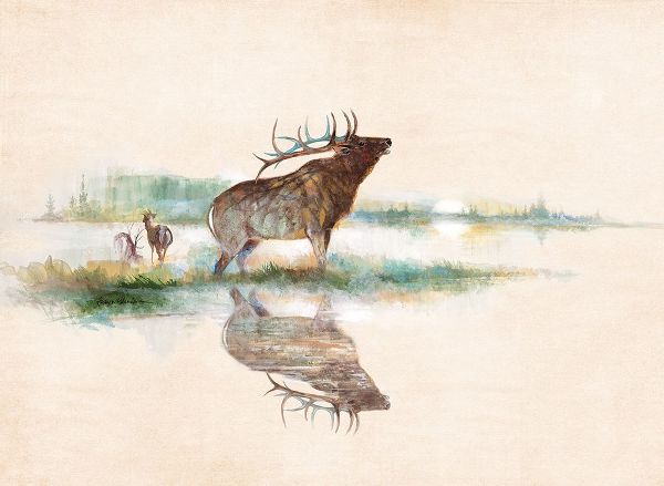 Misty Elk