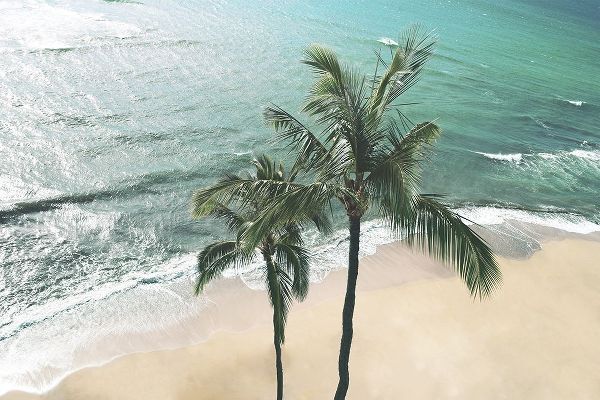 Maui Palm