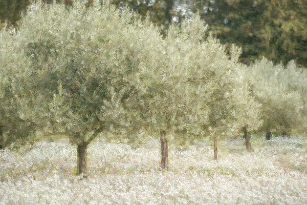 Paintograph Olive Trees