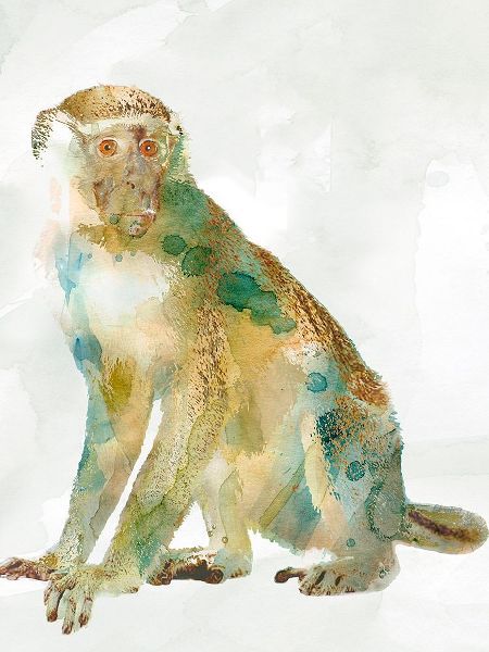 African Colors Monkey