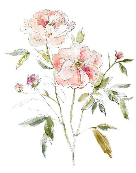 Sketchbook Cottage Rose I