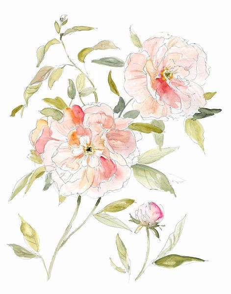 Sketchbook Cottage Rose II