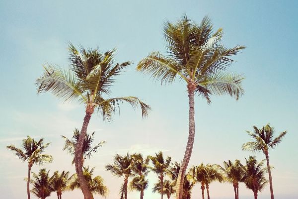 Aruba Palm
