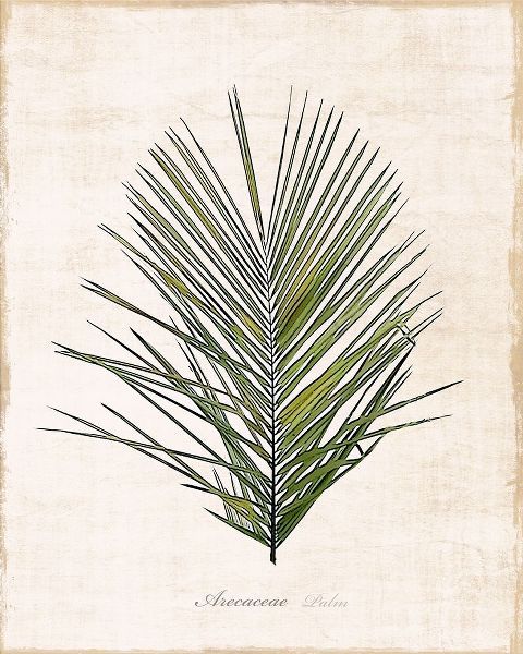 Palm Botanical I