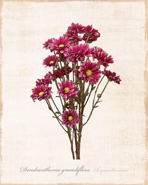 Sketchbook Chrysanthemum