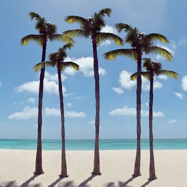 Island Palms