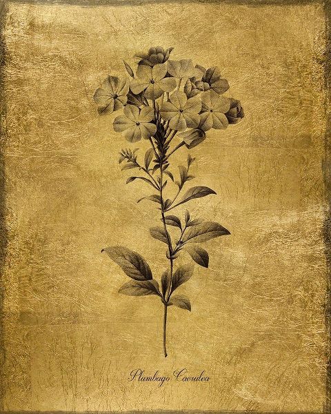 Gold Sketch Botanical II