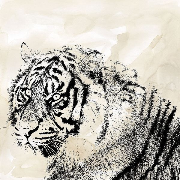 Tiger Stripes II