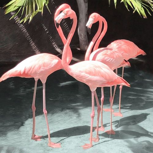 Flamingo Inlet I