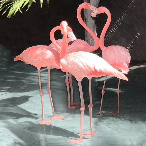 Flamingo Inlet II