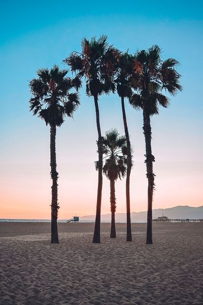 Santa Monica Palm