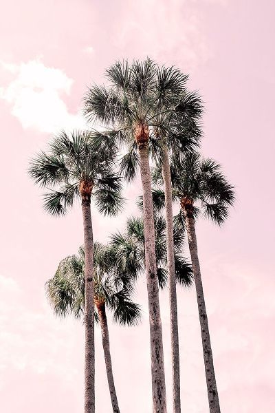 Pink Tropics