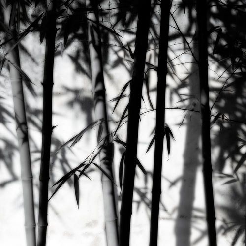 Bamboo Shadows