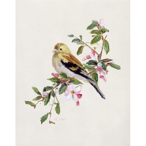 Spring Song Pine Grosbeak