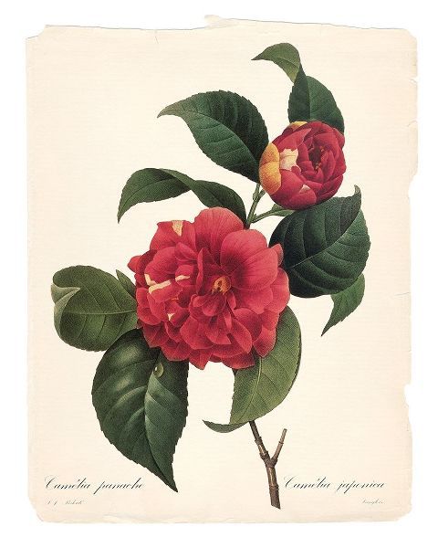 Red Botanical I