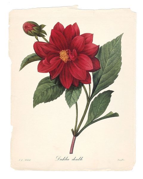 Red Botanical II