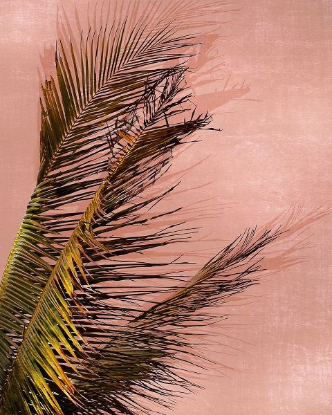 Carpentieri, Natalie 아티스트의 Honduras Palm 작품