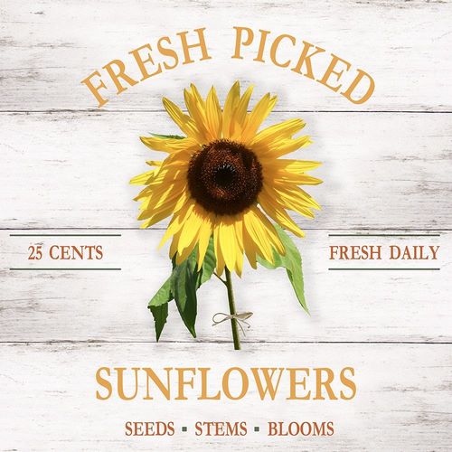 Carpentieri, Natalie 아티스트의 Fresh Picked Sunflowers 작품