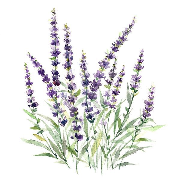 Lavender Botanical I