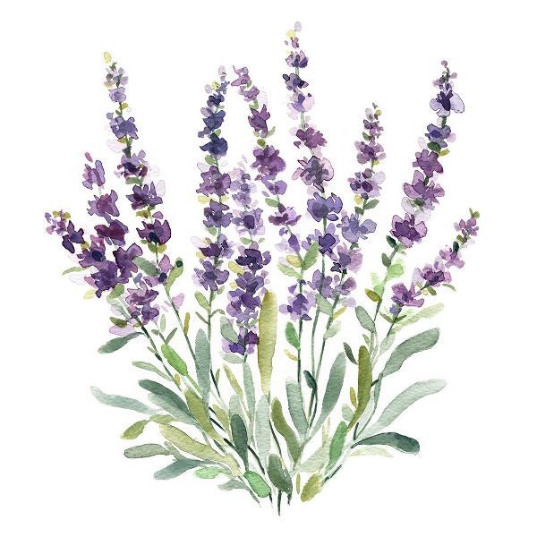 Lavender Botanical II