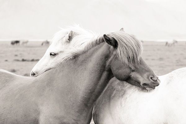 Delimont, Danita 아티스트의 Icelandic Meadow Horses 작품