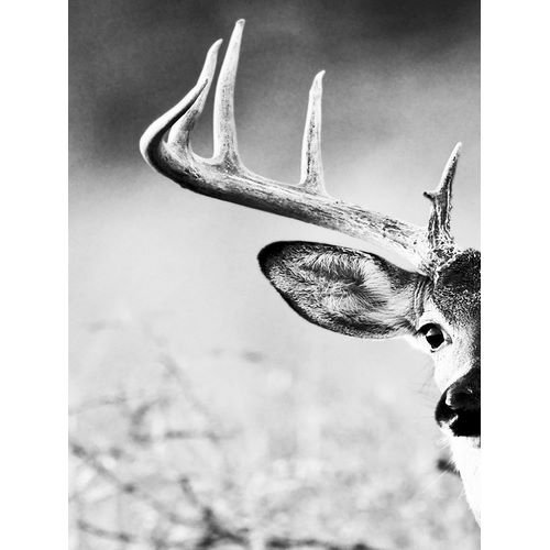 Delimont, Danita 아티스트의 White Tailed Antlers 작품