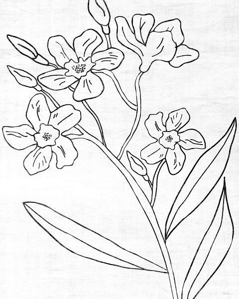 Carpentieri, Natalie 작가의 Botanical Sketch II 작품