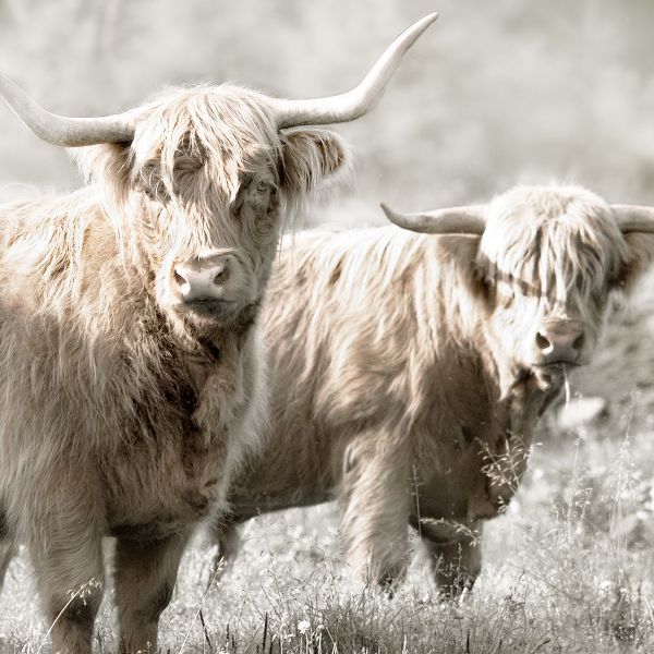 Delimont, Danita 아티스트의 Hairy Highland Bulls작품입니다.