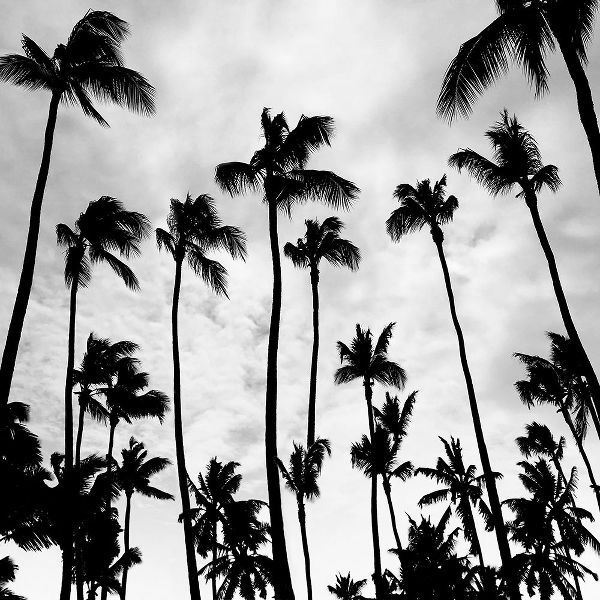 Carpentieri, Natalie 아티스트의 Palm Skies작품입니다.