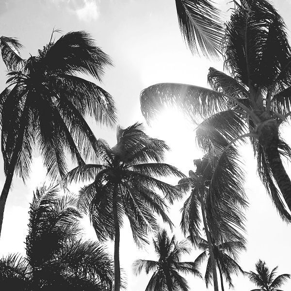 Carpentieri, Natalie 아티스트의 Caribbean Palms작품입니다.