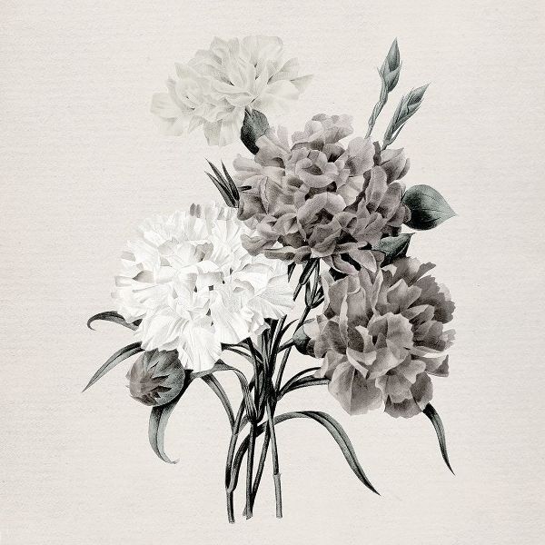 Robinson, Carol 아티스트의 Netural Botanical Carnations작품입니다.
