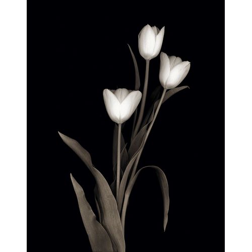 Delimont, Danita 아티스트의 Tulip Pose I작품입니다.