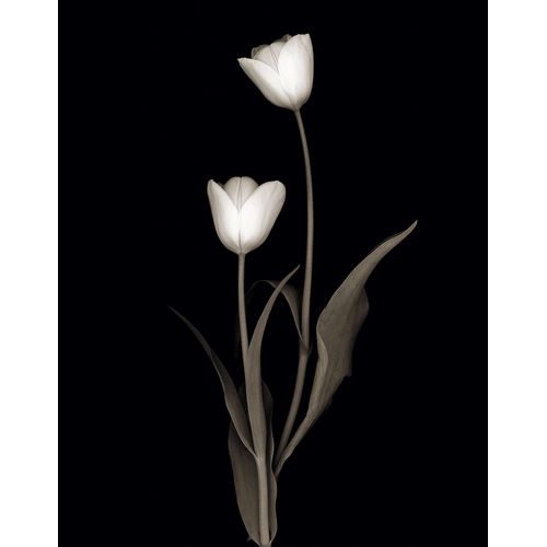 Delimont, Danita 아티스트의 Tulip Pose II작품입니다.
