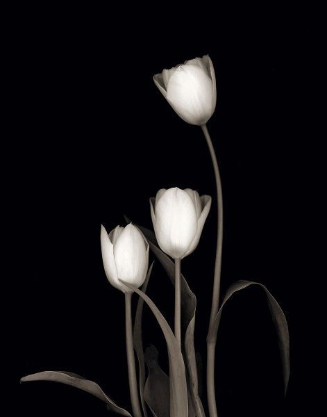 Delimont, Danita 아티스트의 Tulip Pose III작품입니다.