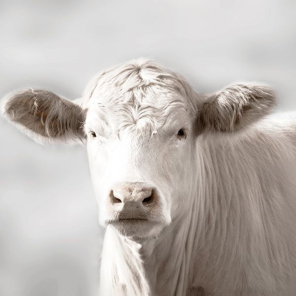Delimont, Danita 아티스트의 Soft Cow Grazing작품입니다.