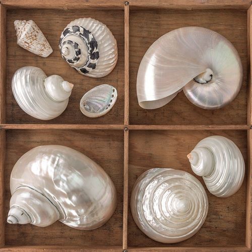 Seashells Treasures I