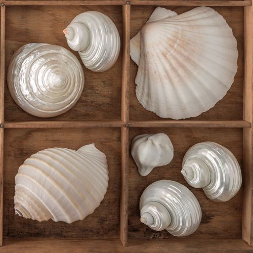 Seashells Treasures III