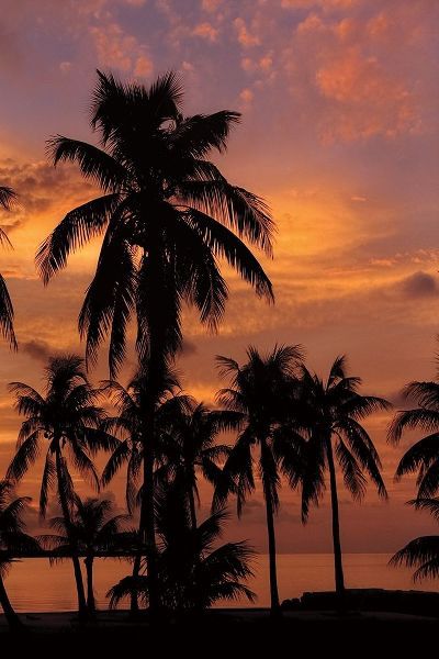 Tropical Sunsets C