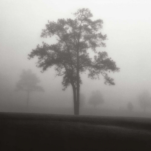 Fog Tree Study I