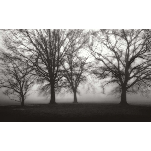 Fog Tree Study IV